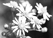 电话轰炸机官网